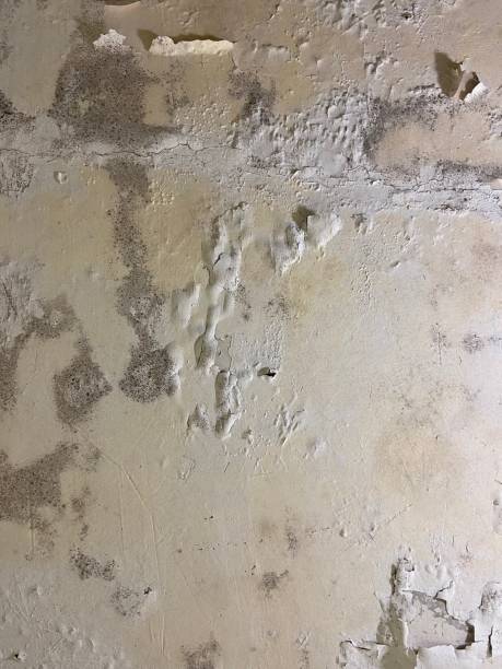 Best Localized Mold Remediation (e.g., coastal areas, humid climates) in Soledad, CA